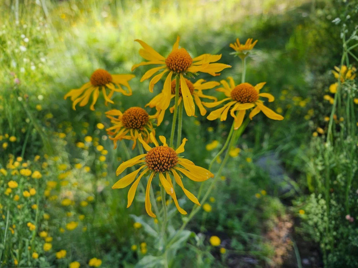 Hymenoxys Hoopesii Seeds – Orange Mountain Daisy Wildflower for Rock Gardens, Prairie, Drought-Tolerant, Native Perennial