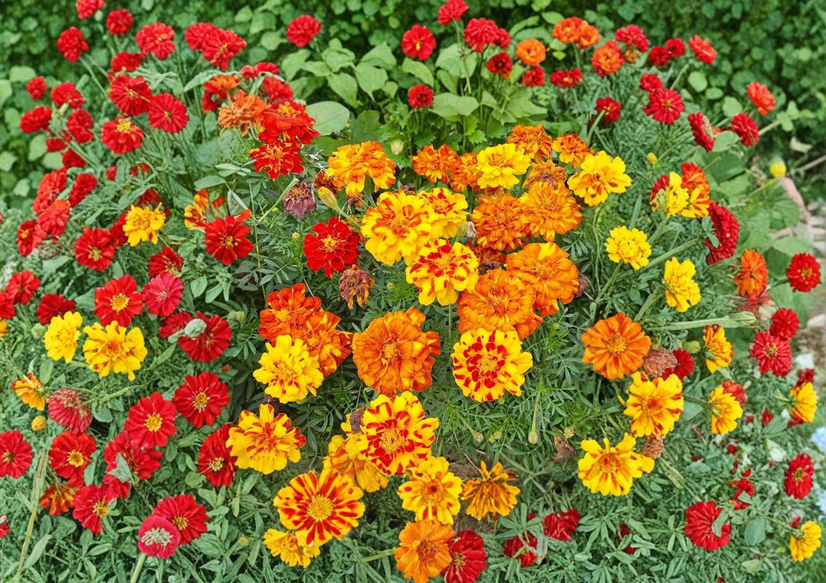 French Marigold Seeds – Sparky Mixture, Double Bloom, Vibrant Red, Orange & Gold, Tagetes patula, Summer Flowers, Pollinator Friendly
