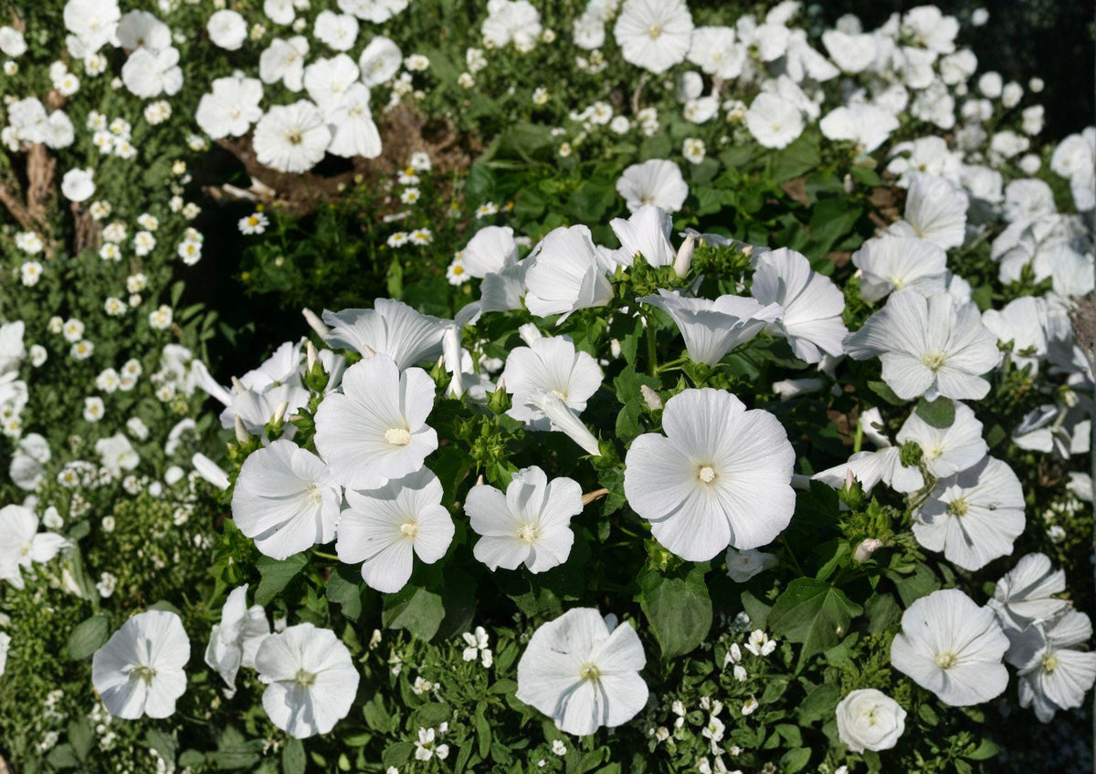 Dwarf White Rose Mallow Seeds – Annual Garden Flower Planting – Lavatera trimestris – 40 Pure White Flower Seeds