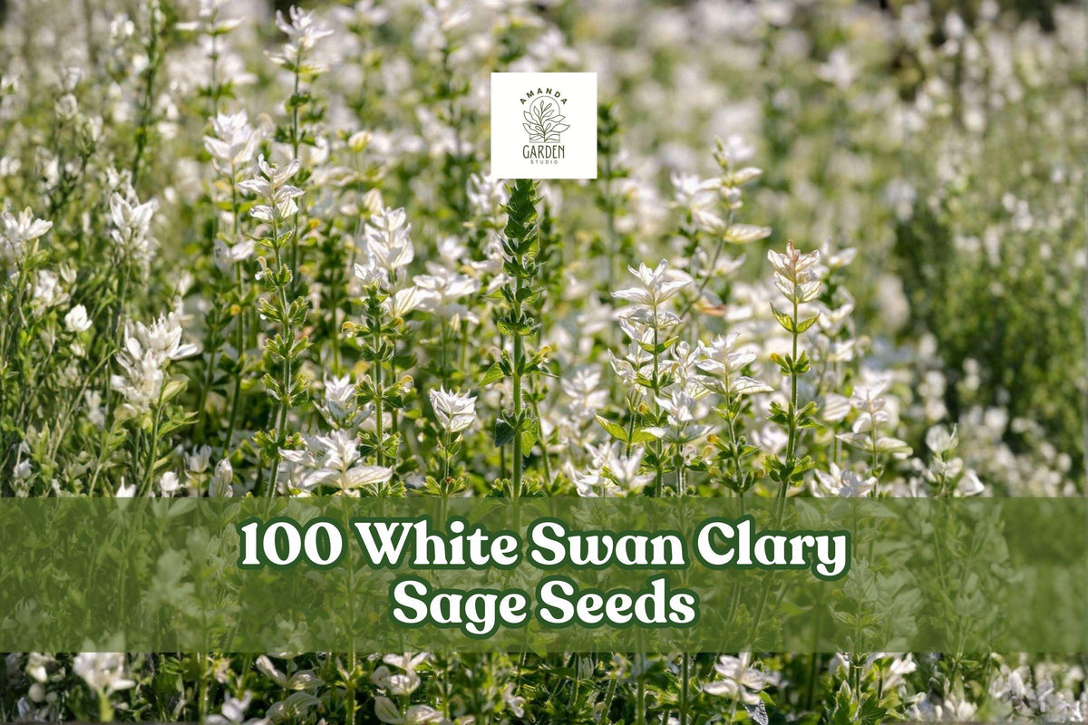 White Swan Clary Sage Seeds – Salvia sclarea, Ornamental White Blooms, Pollinator-Friendly, Cottage Garden, Full Sun, 100 Seeds
