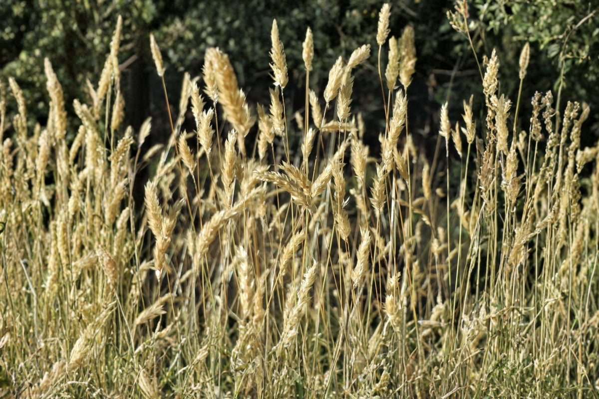 Sweet Vernal Grass Seeds – Fragrant Hardy Perennial for Meadows, Lawns, Anthoxanthum odoratum