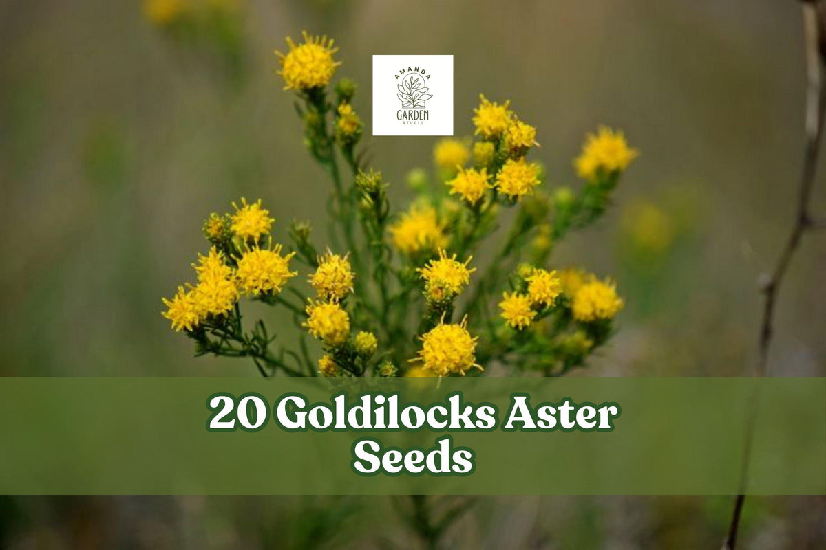 Goldilocks Aster Seeds – Galatella linosyris Perennial Wildflower with Yellow Star-Shaped Flowers, 20 Seeds
