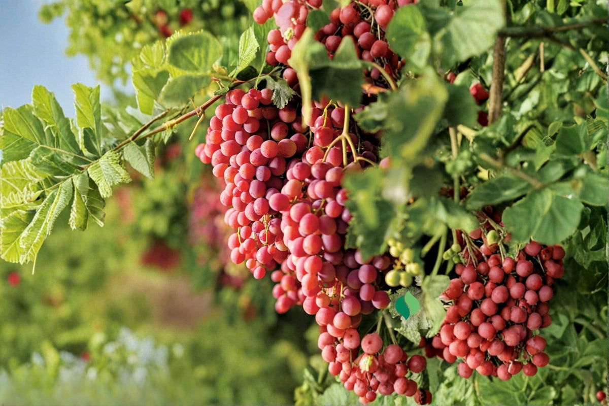 Live Grape Vine Plant – Suok Grape (Vitis vinifera) 1-2 FT Fruiting Climbing Vine for Garden or Vineyard