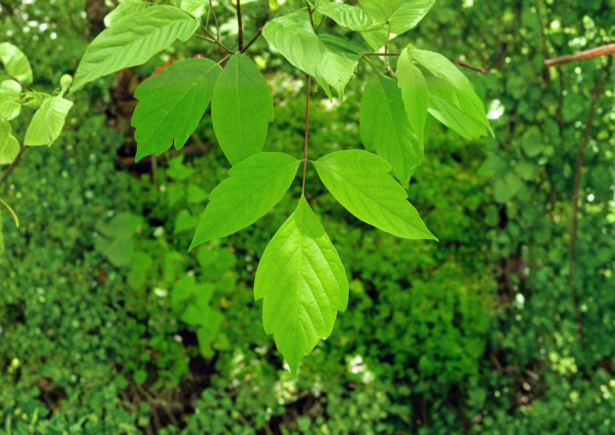 Boxelder Maple Tree Seeds – Fast Growing Hardy Shade Tree Acer negundo, Manitoba Maple, Deciduous Landscape Plant