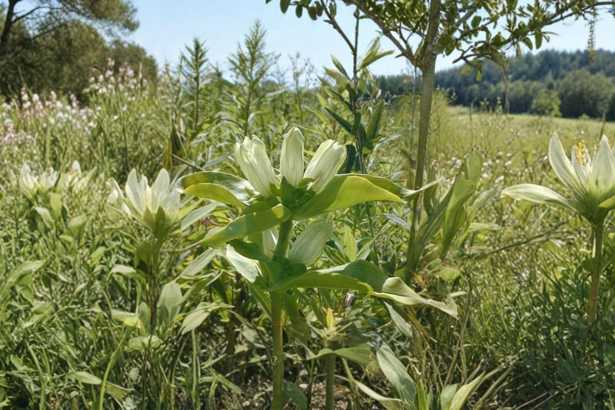 Gentiana flavida Cream Gentian Seeds – Native Pale Yellow Perennial for Meadows & Pollinator Gardens, 100 Seeds