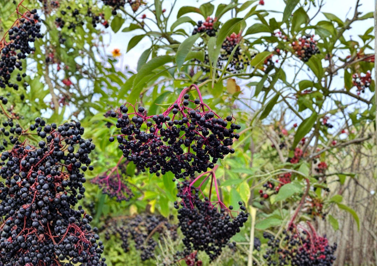 American Black Elderberry Seeds – Hardy Fruit Bearing Shrub with White Flowers and Dark Berries, Sambucus canadensis