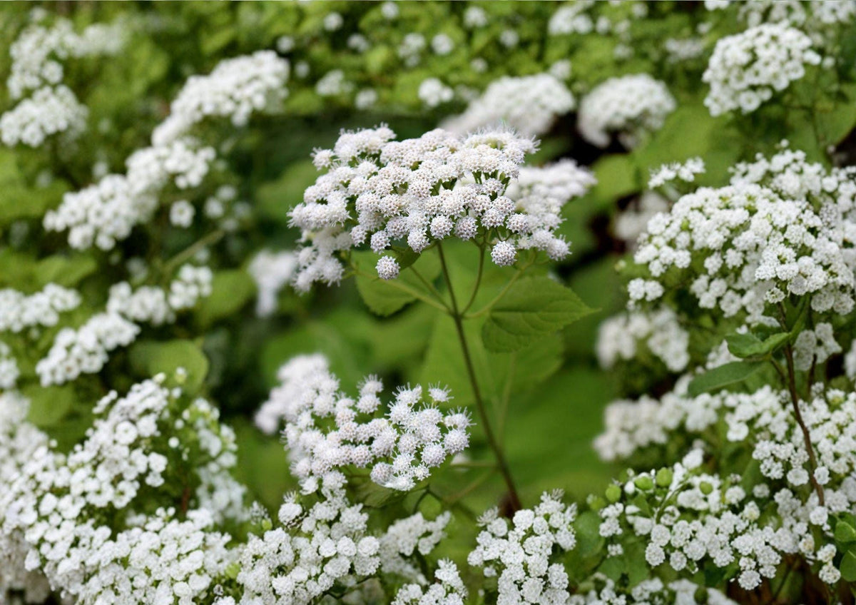 White Snakeroot Seeds – Hardy Shade Perennial Wildflower for Woodland Gardens – Ageratina altissima, Native North American Plant