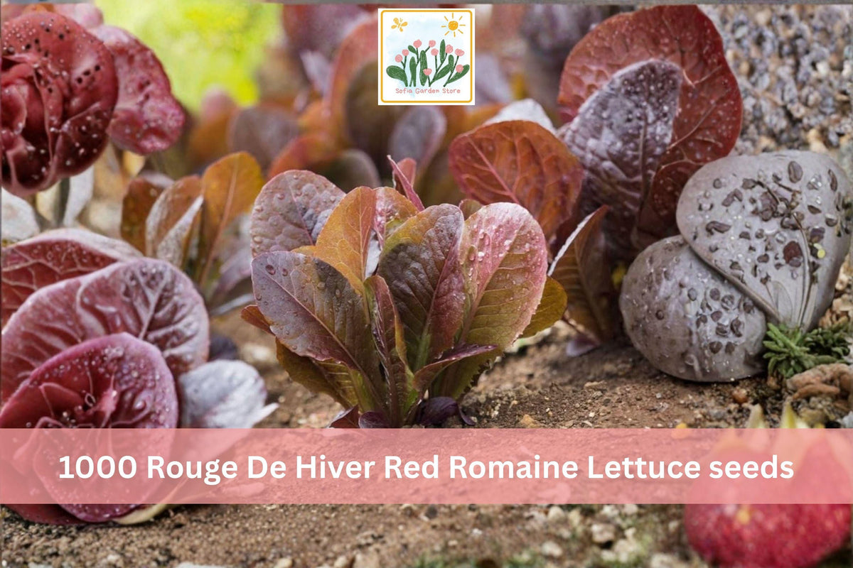 Rouge De Hiver Red Romaine Lettuce Seeds 1000pcs – Heirloom Lactuca sativa for Garden & Container Planting