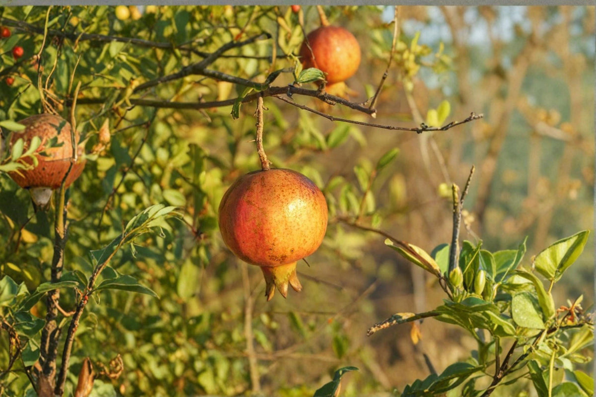 Sirenevyi Pomegranate Unrooted Cuttings – 3 Pack, 6-8" Fruitful Punica granatum for Grafting & Propagation