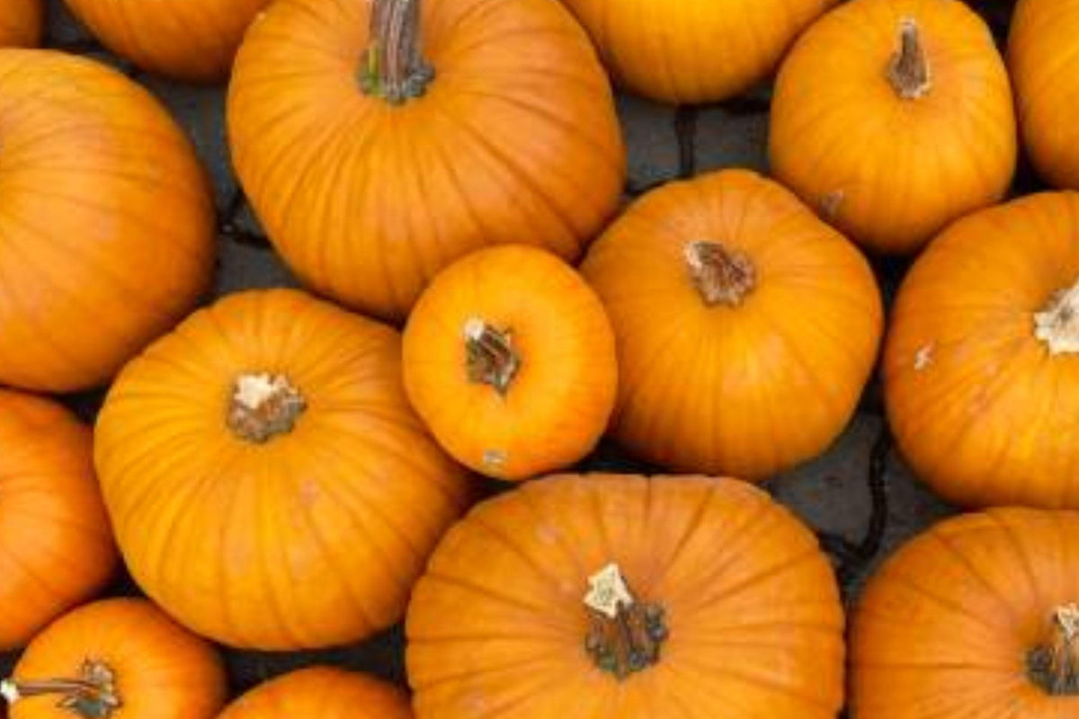 Heirloom Sugar Pie Pumpkin Seeds, Non-GMO, Compact Baking Pumpkin, Cucurbita pepo