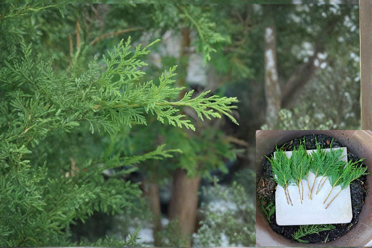 Leyland Cypress Unrooted Cuttings - 20, Evergreen Conifer for Privacy Screens & Hedges - Cupressus × leylandii