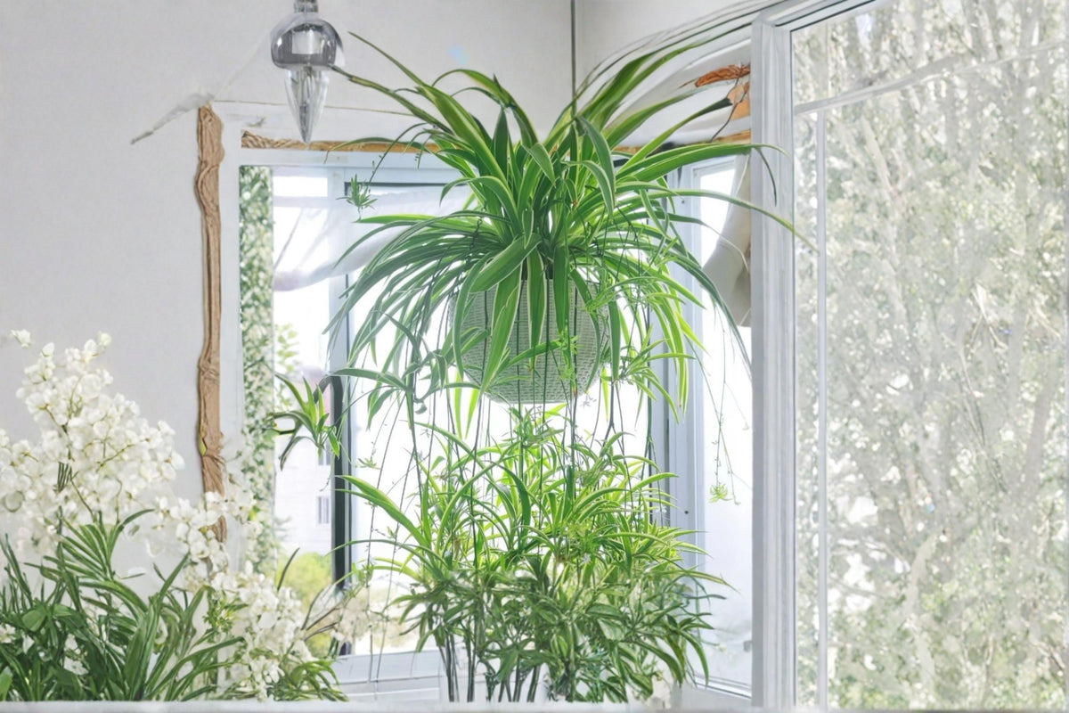 Unrooted Indoor Plant Cuttings - Reverse Variegated Spider Plant Chlorophytum comosum, 2PCS