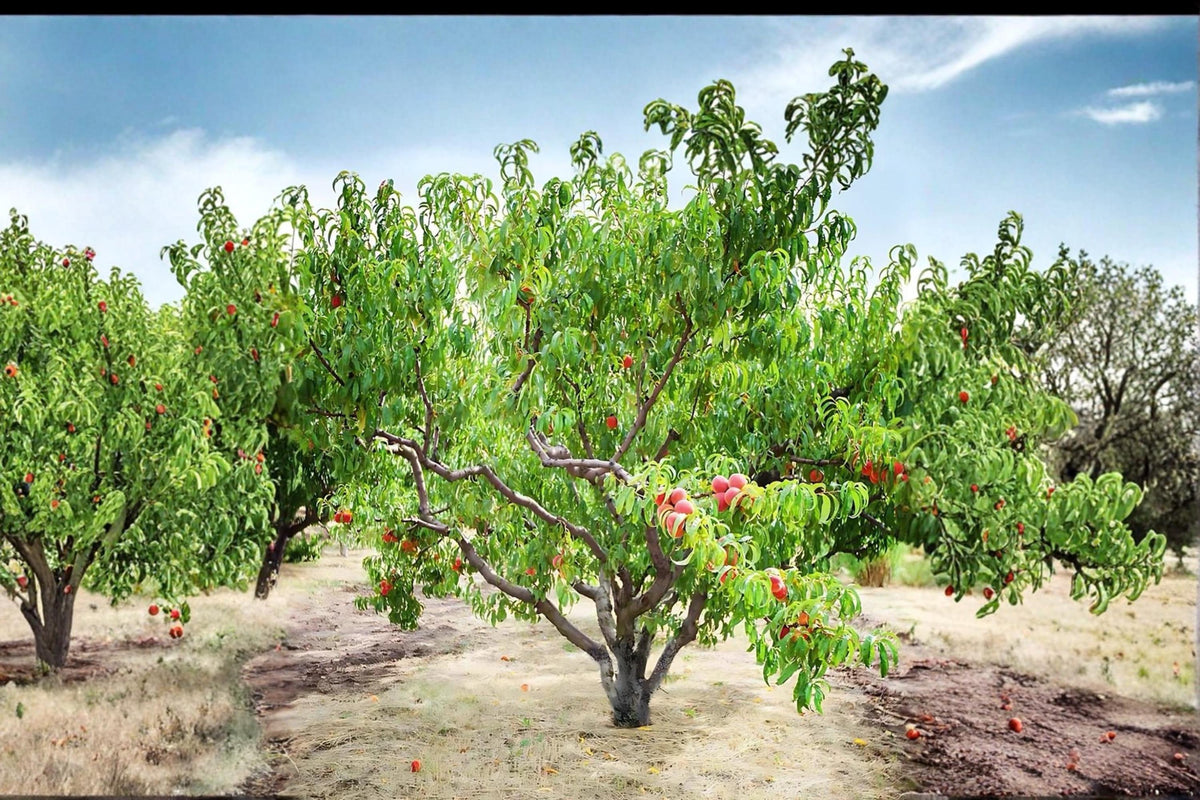 Contender Peach Tree Bare Root Live Plant – Yellow-Fleshed Prunus persica for Backyard Orchard and Garden