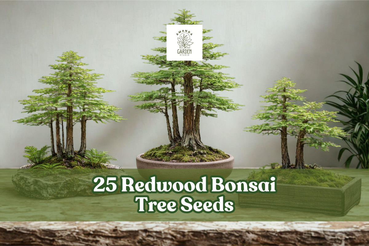 25 Redwood Bonsai Tree Seeds – Sequoia spp. – Evergreen Miniature Forest Planting for Bonsai & Landscaping