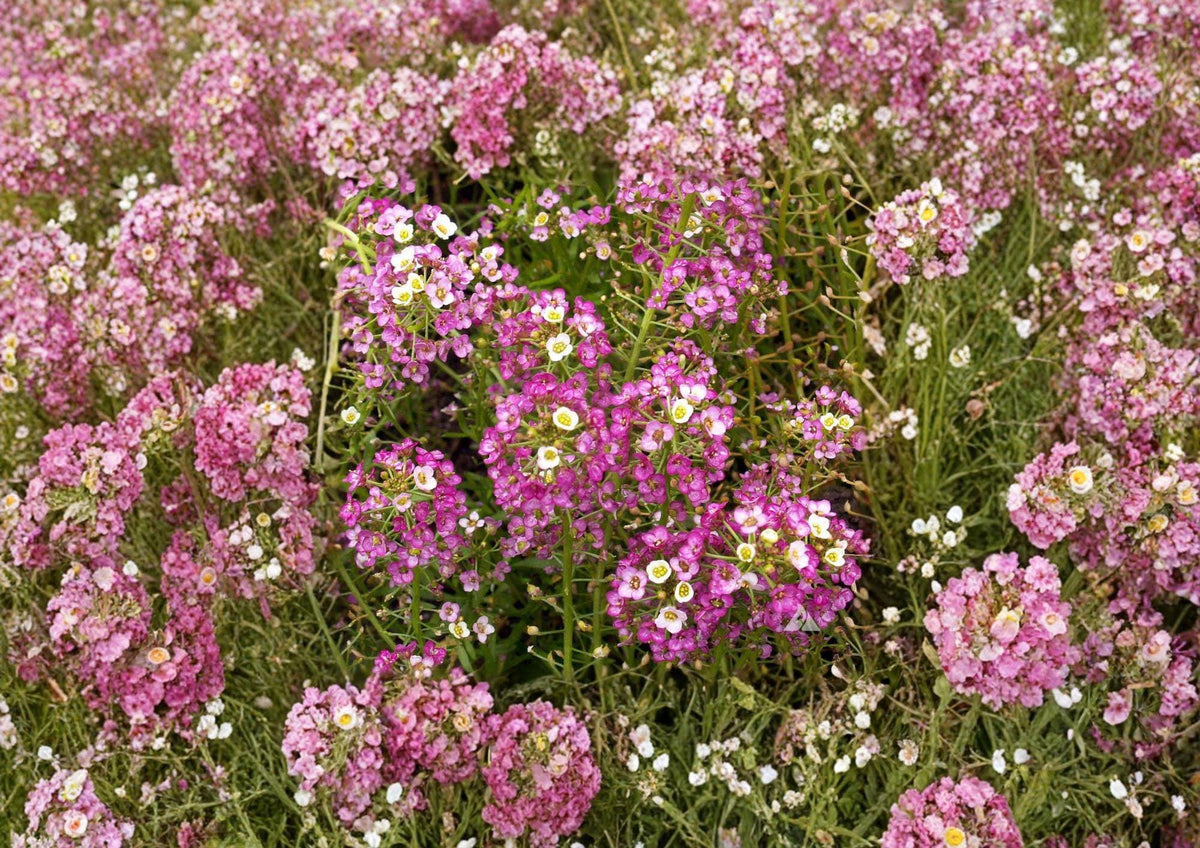 Dwarf Pink Sweet Alyssum Seeds – Fragrant Low-Growing Flower for Borders, Containers, Pollinators – Lobularia maritima