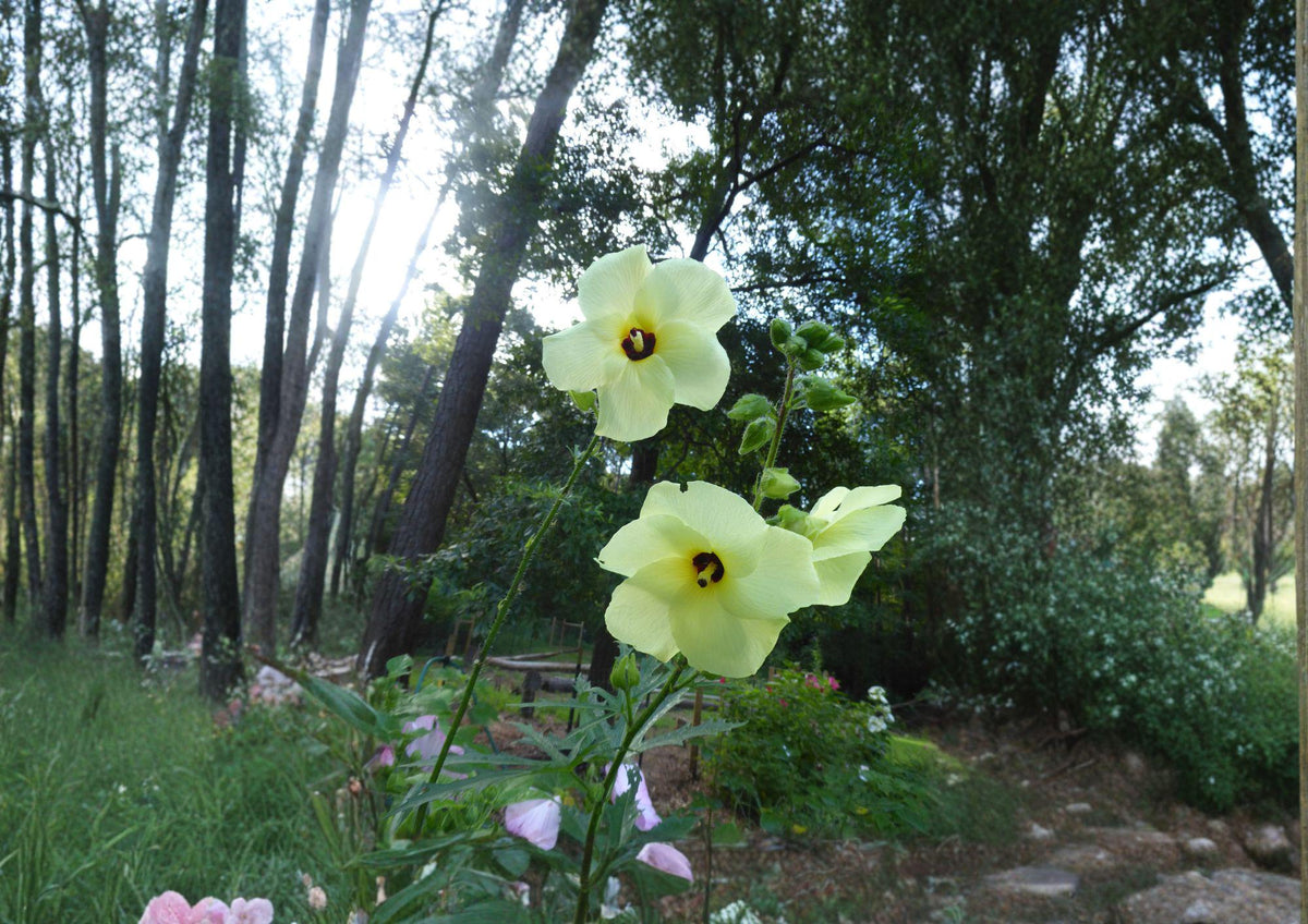 Hardy Yellow Rose of Sharon Seeds – Hibiscus hamabo Rare Ornamental Shrub with Yellow Flowers for Coastal Gardens