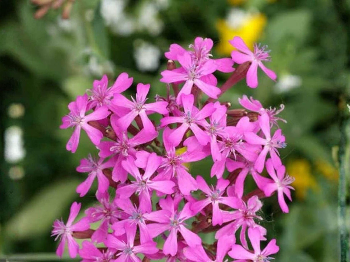 None So Pretty Catchfly Seeds - Heirloom Non-GMO Cottage Garden Flowers - Bright Pink Clusters - Silene armeria