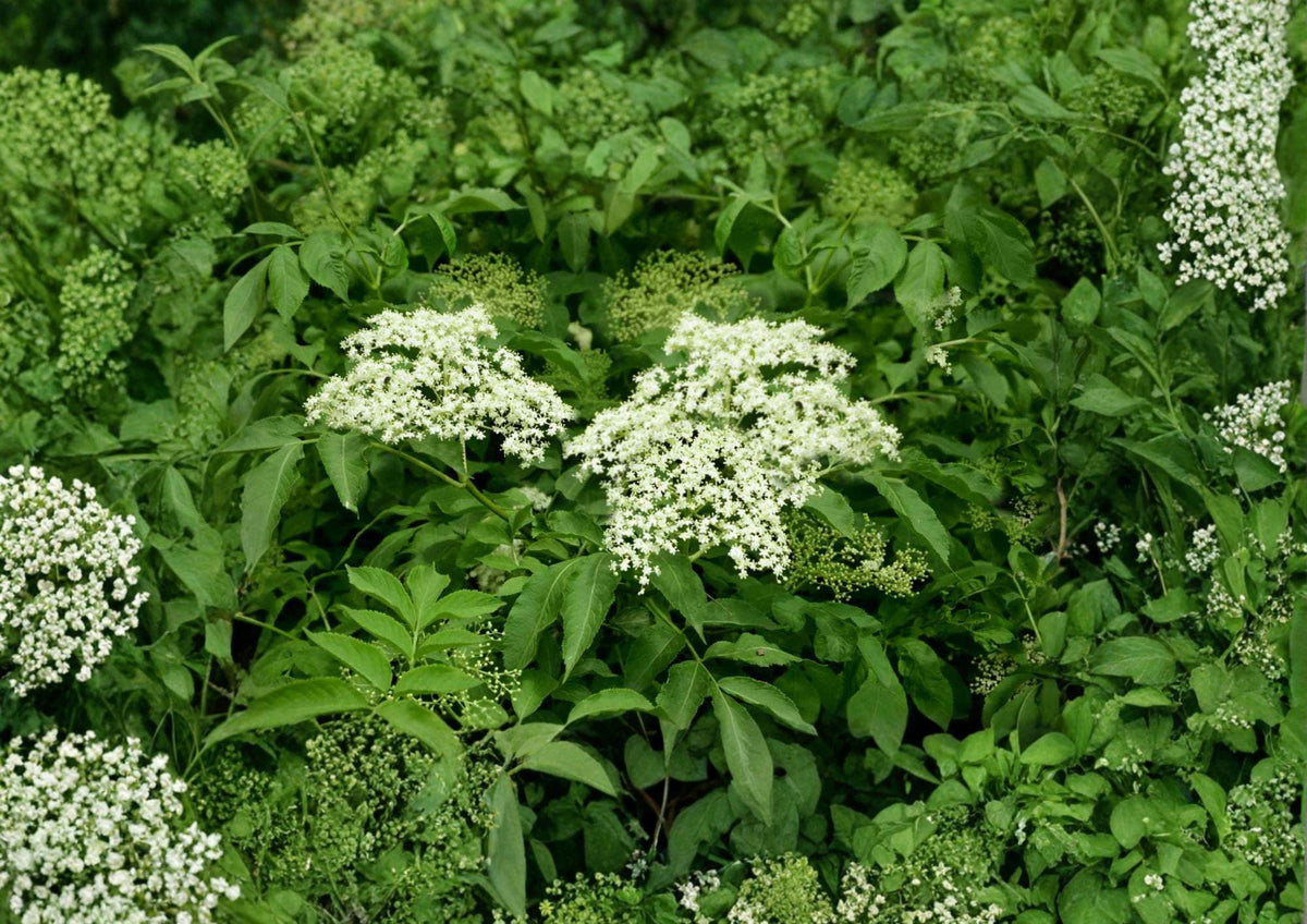 American Elderberry Seeds – Native Shrub for Edible Gardens, Wildlife, White Flowers – Sambucus canadensis, 50 Premium Seeds