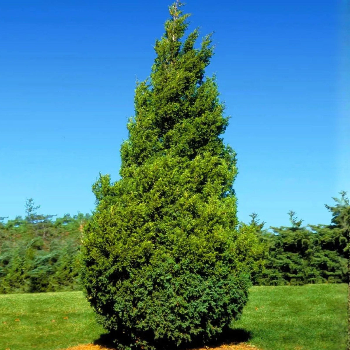 Eastern Arborvitae Seeds 50 Thuja occidentalis Evergreen Conifer for Hedges, Screening & Windbreaks