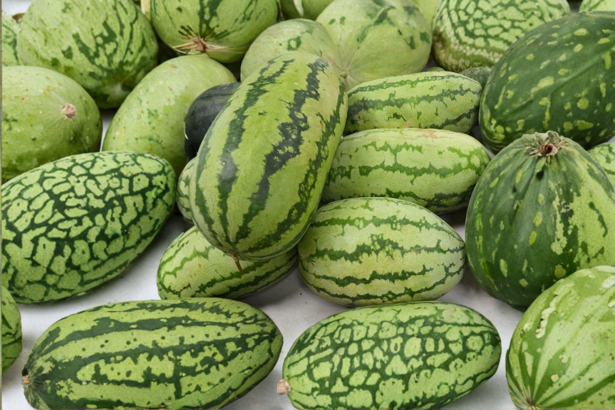 Congo Watermelon Seeds - Heirloom Organic Non-GMO Fruit Seeds for Summer Harvest, Citrullus lanatus