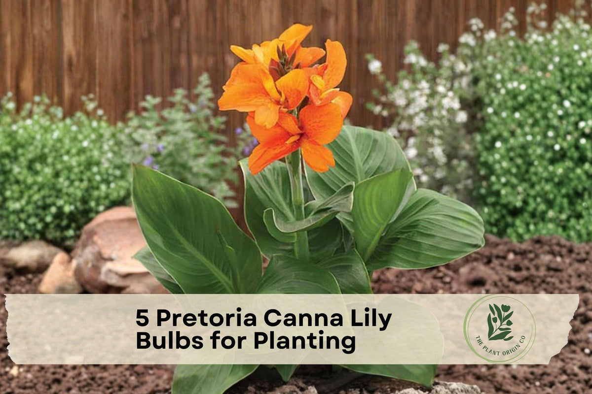 Pretoria Canna Lily Bulbs – Orange Flowers, Striped Foliage, Tropical Garden, Canna × generalis ‘Pretoria’ (5 Pack)