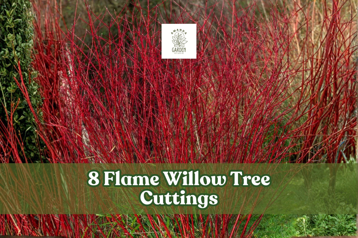 Flame Willow Tree Cuttings – Red Orange Bark – Deciduous Landscape Trees – Salix spp.