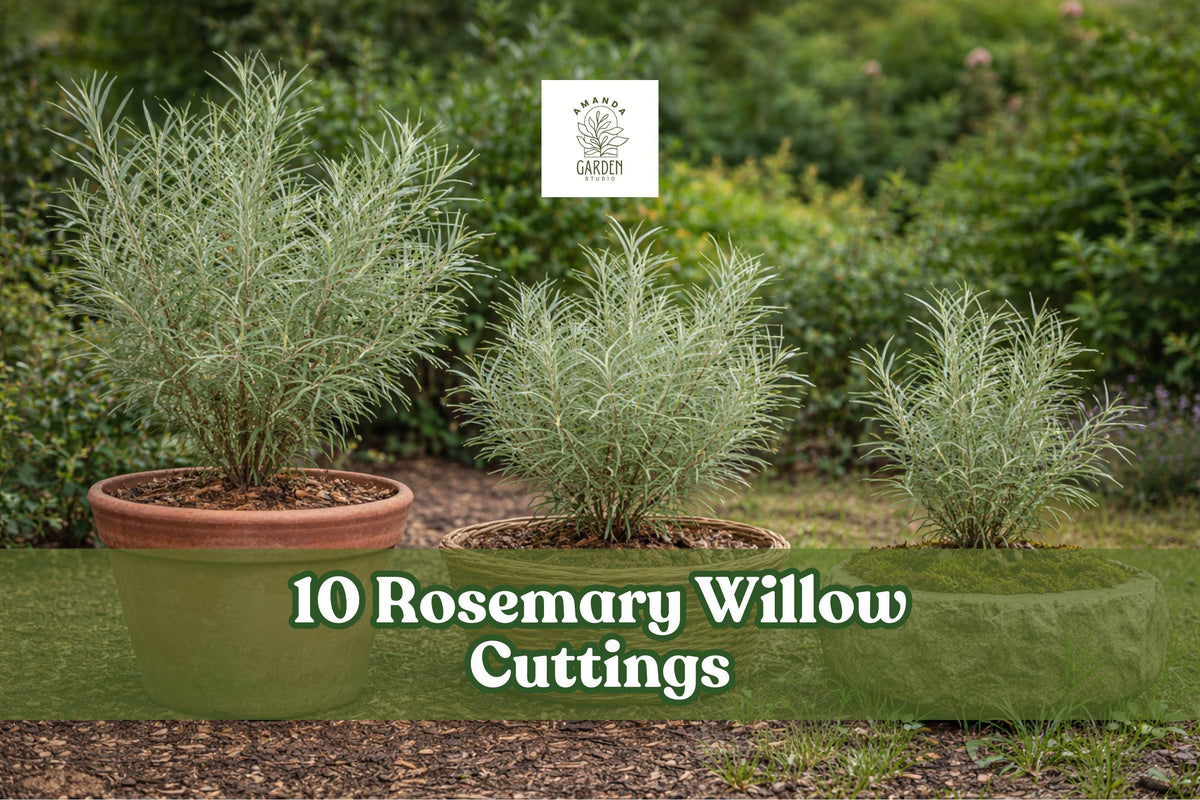 10 Rosemary Willow Cuttings – Salix spp. Privacy Screen, Landscape Shrub, Deciduous Garden Plant