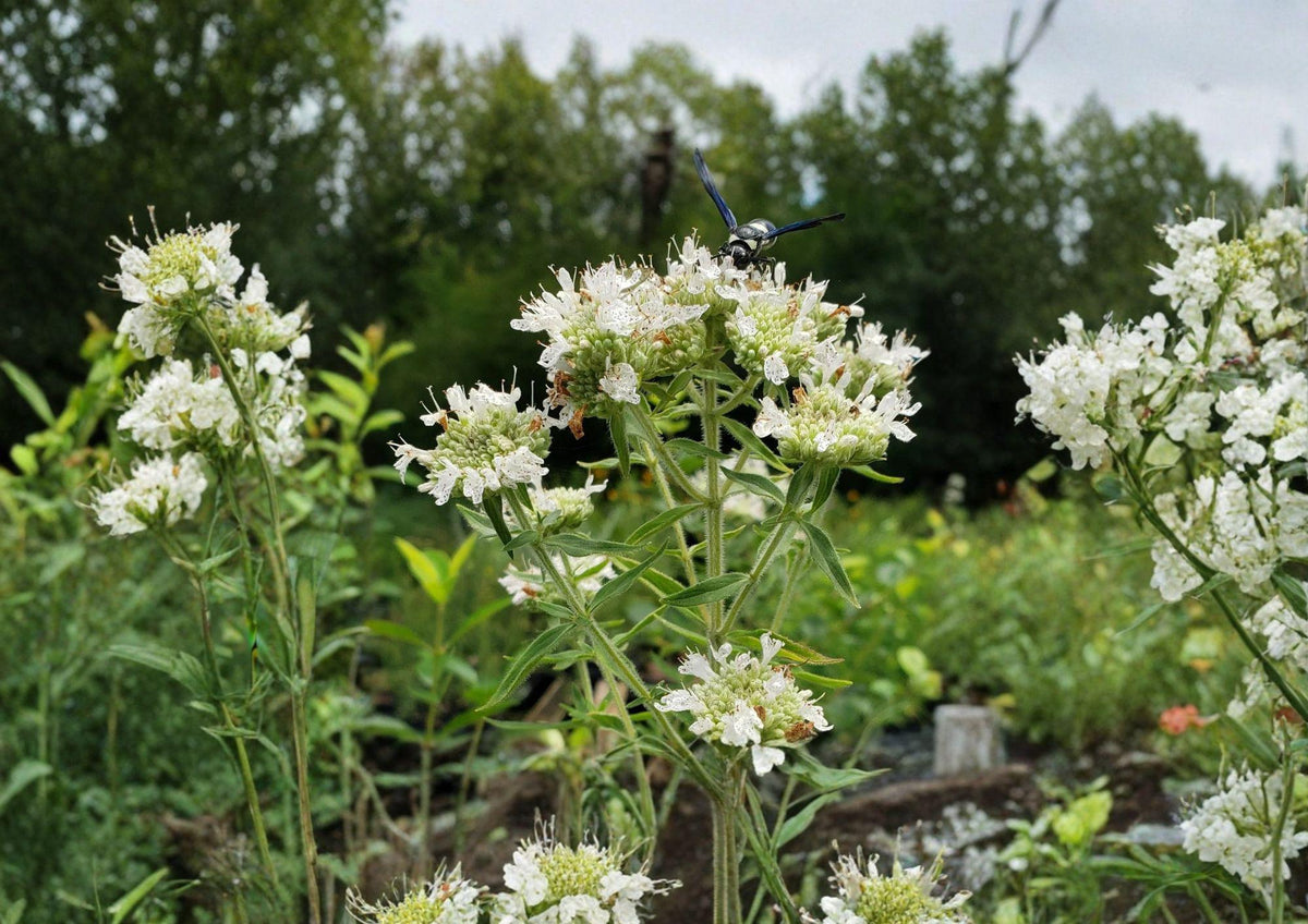Pycnanthemum Pilosum Hairy Mountain Mint Seeds, Native Aromatic Herb for Pollinator Gardens & Prairie Landscapes