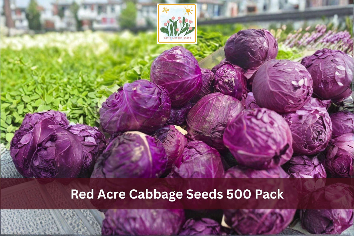 Red Acre Cabbage Seeds 500 Pack – Brassica oleracea var. capitata, Heirloom, Compact Red Heads for Vegetable Gardens