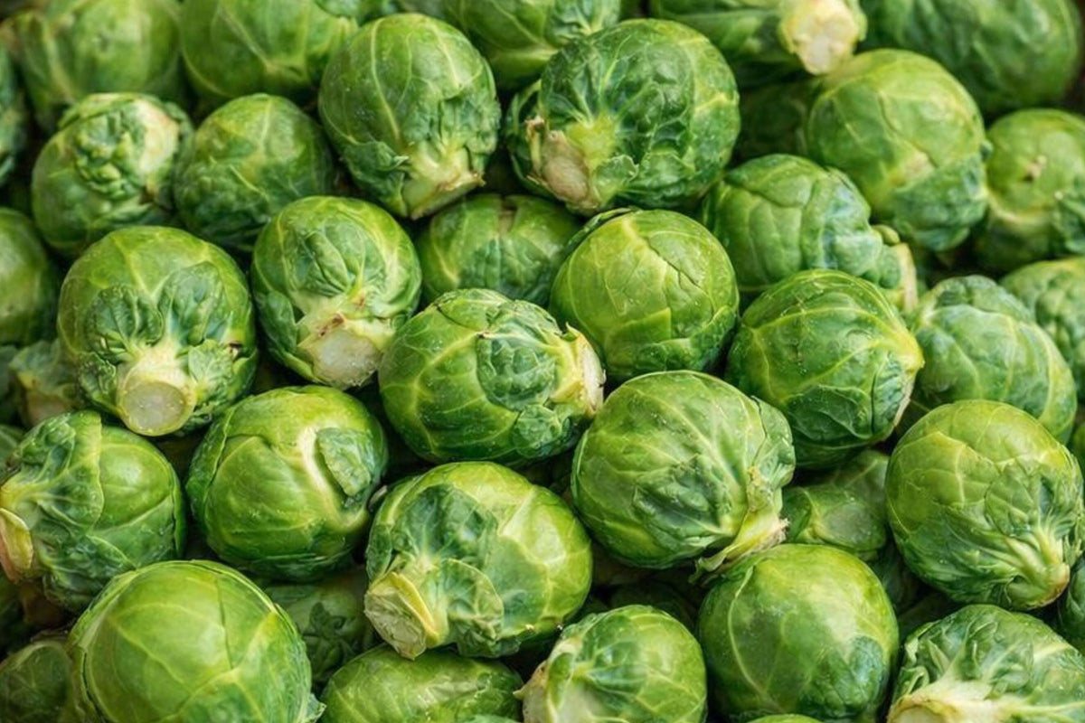 Long Island Improved Brussels Sprouts Seeds – 500 Non-GMO Heirloom Vegetable Seeds for Garden, Cool Season, Open-Pollinated