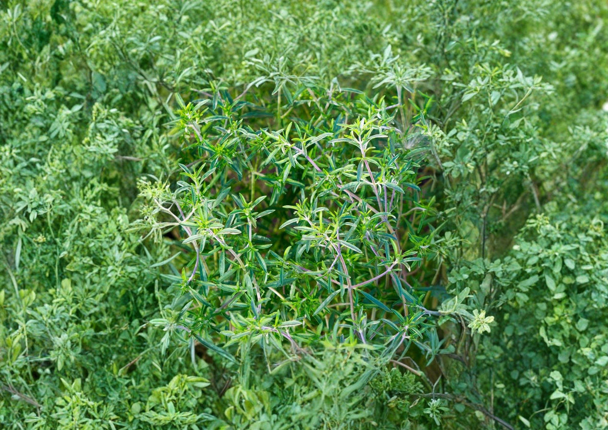 Summer Savory Seeds 1200 Pack, Aromatic Culinary Herb, Satureja hortensis, Peppery Flavor, Medicinal and Kitchen Herb