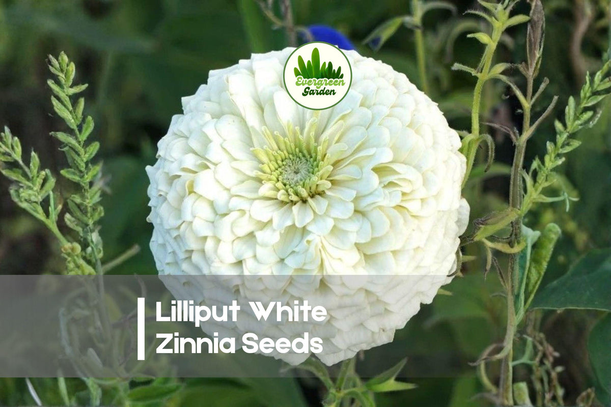 Lilliput White Zinnia Seeds – Small White Flowers, Annual, Pollinator-Friendly, Zinnia elegans, Perfect for Borders & Containers