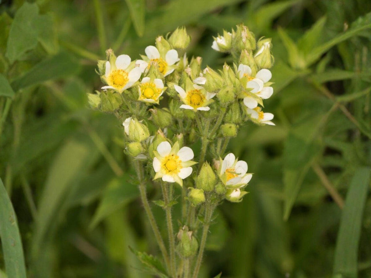Potentilla Arguta Seeds – Prairie Cinquefoil Native Wildflower – White Summer Pollinator Perennial for Prairie Gardens & Restoration