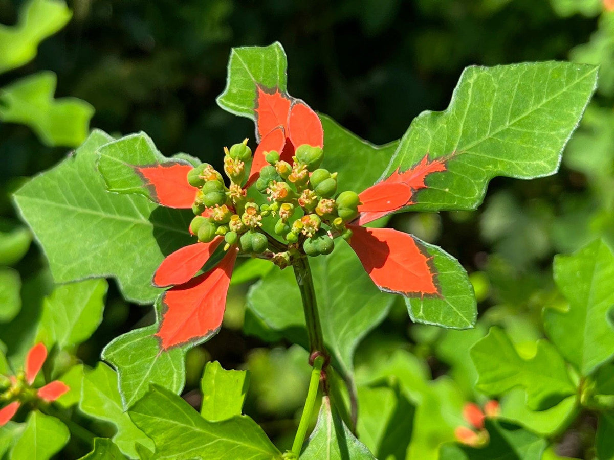 Fire-on-the-Mountain Wildflower Seeds – Heirloom Non-GMO Euphorbia cyathophora for Native Gardens & Ornamental Landscaping