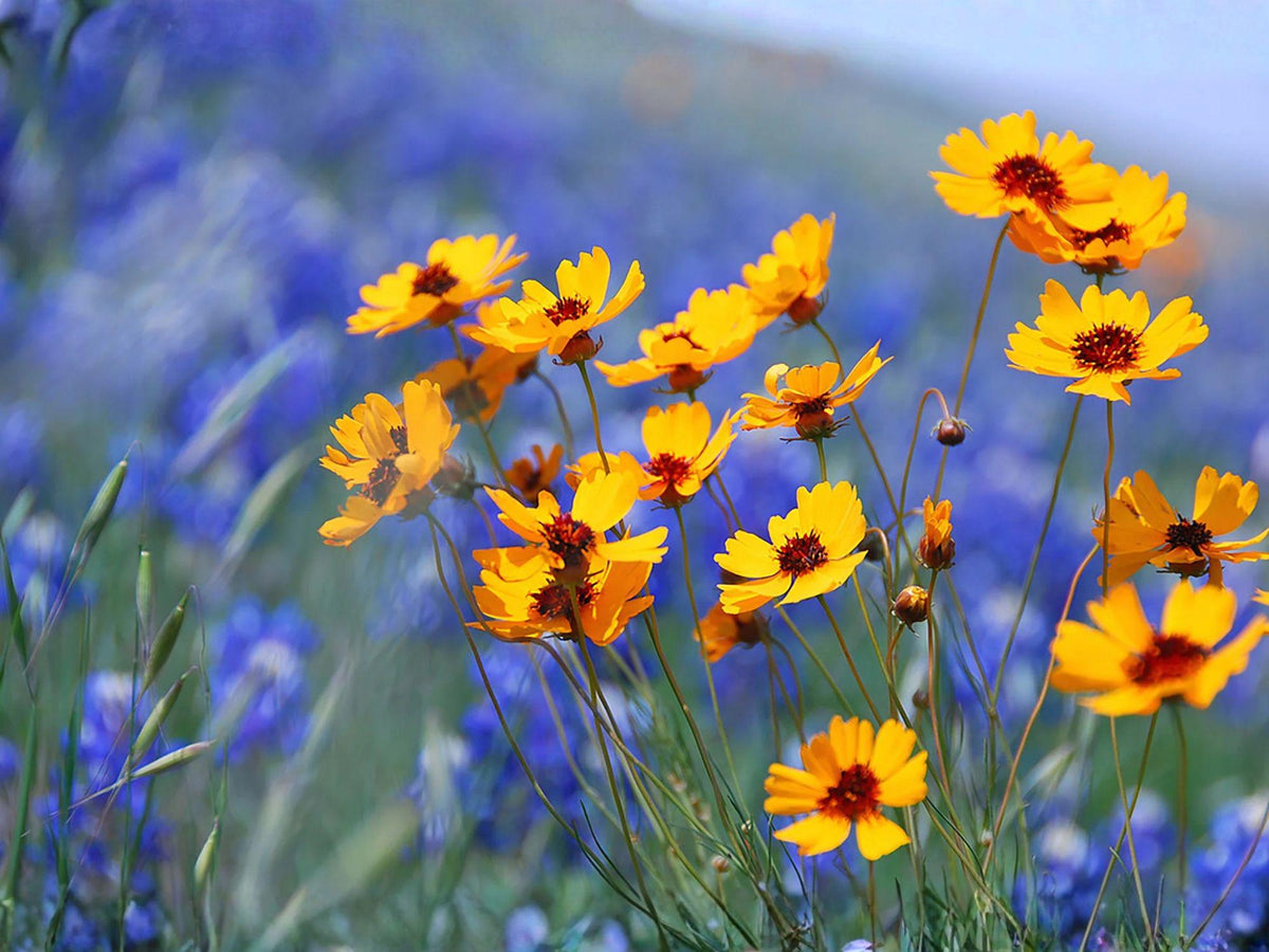 Coreopsis basalis Seeds – Golden Wave Tickseed – Yellow Red Annual Wildflower for Pollinator Gardens and Borders