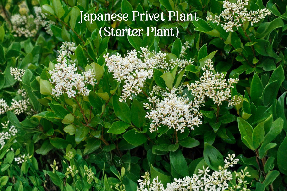 Japanese Privet Live Starter Plant | Ligustrum japonicum | Evergreen Shrub for Hedges & Privacy | 3–6 Inches Tall