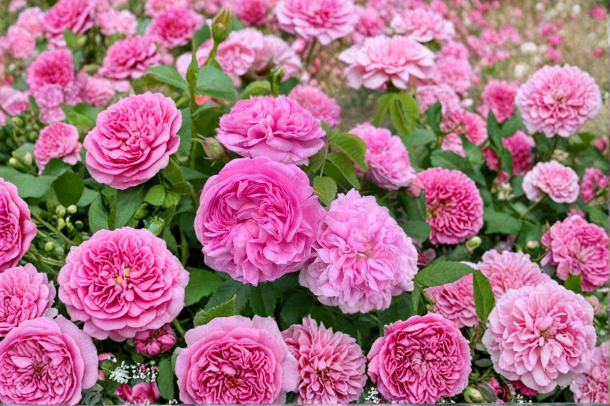 Damask Rose Cuttings Rosa damascena Fragrant Garden Rose, Pink Flowering Shrub, Perennial Plant