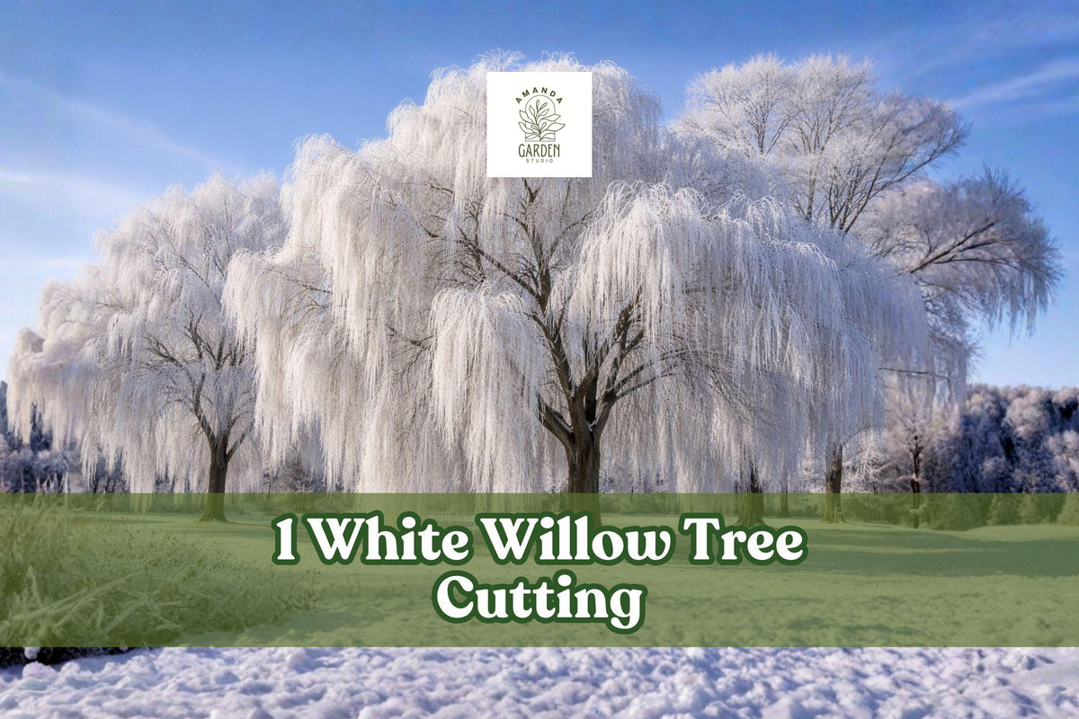 White Willow Tree Cutting – Silver Leaf, Fast-Growing Salix alba for Garden Landscaping