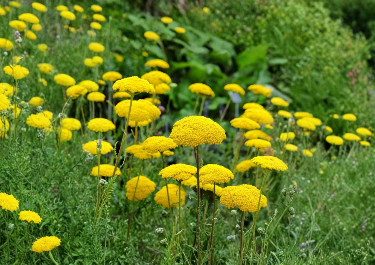 Gold Yarrow Seeds - Achillea filipendulina - Bright Yellow Perennial Wildflower for Pollinator Gardens & Borders - Drought Tolerant