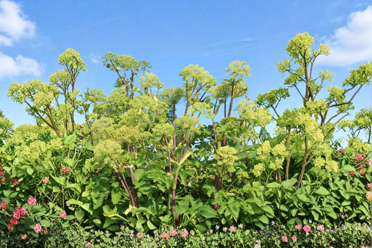Angelica Holy Ghost Seeds – Biennial Culinary & Medicinal Herb with Licorice Fragrance, Pollinator-Friendly, Angelica archangelica
