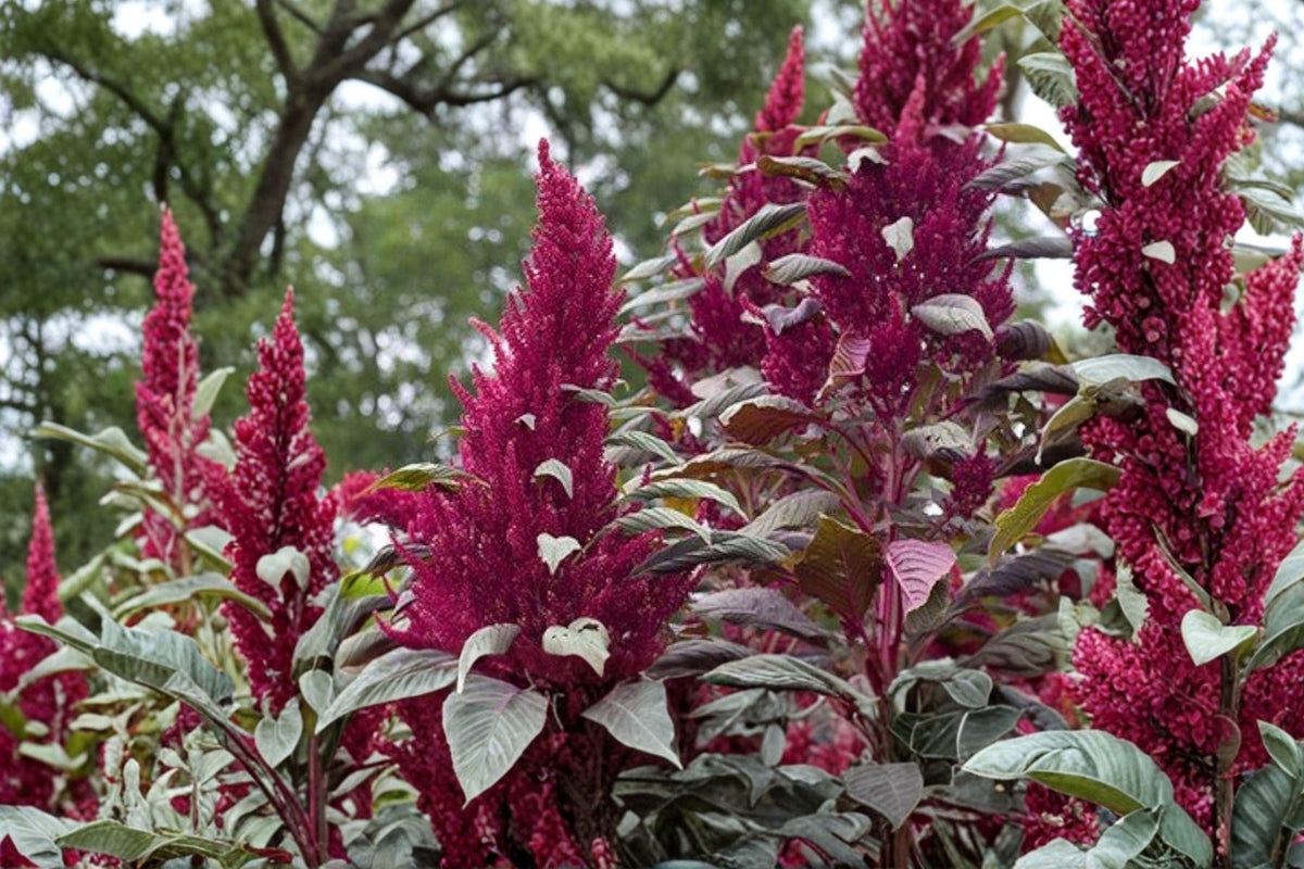 Red Garnet Amaranth Seeds – Edible Microgreens & Leafy Vegetable, Non-GMO, Fast Growing, Deep Red Leaves, Ornamental & Nutritional Greens