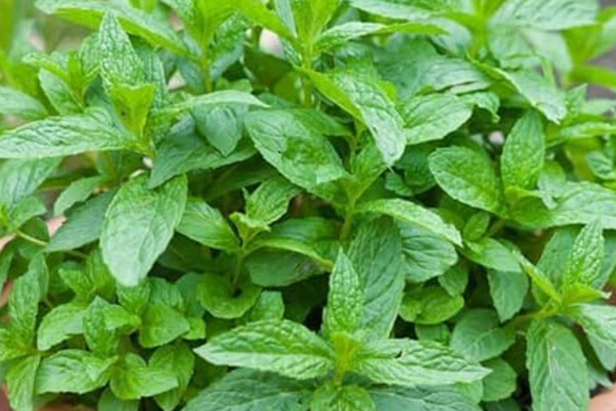 Peppermint Seeds, Aromatic Perennial Herb for Culinary & Tea Gardens, Mentha piperita, Non-GMO