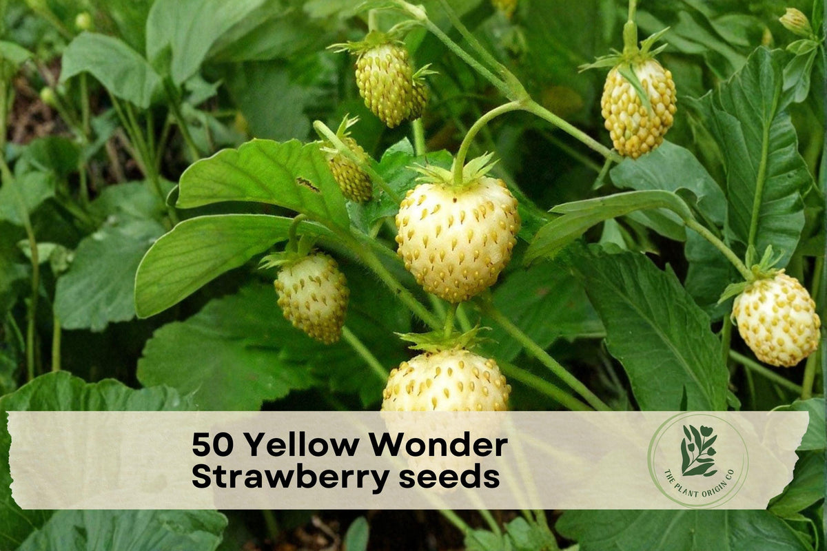 Yellow Wonder Strawberry Seeds – Alpine Fragaria vesca, Edible Garden, Container, Perennial, Yellow Berries, Sweet Flavor