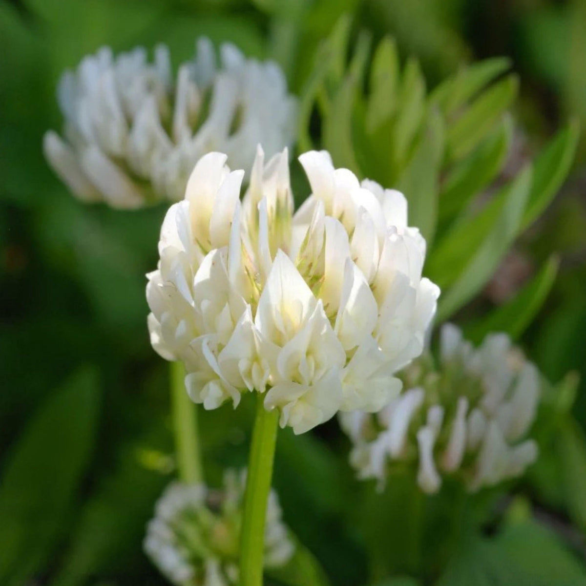 Berseem Clover Seeds, Egyptian Clover, Cover Crop, Nitrogen Fixing Legume, Pollinator Plant, Trifolium alexandrinum, 100 Seeds