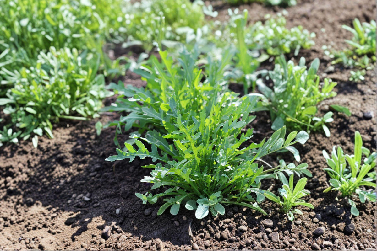 Rocket Arugula Seeds – Heirloom, Fast-Growing Leafy Vegetable for Salads and Culinary Use – Eruca sativa