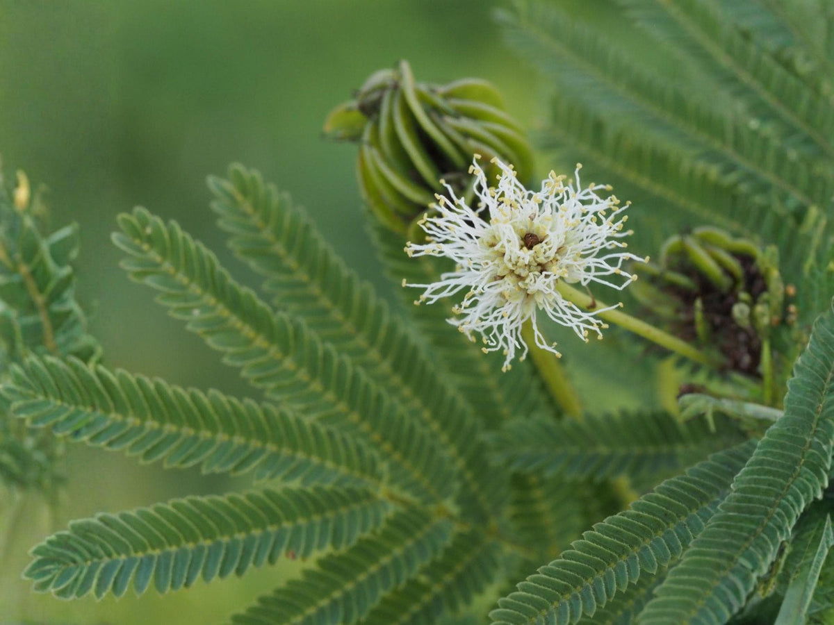 Illinois Bundleflower Seeds - Heirloom Non-GMO Native Wildflower for Prairie Gardens Desmanthus illinoensis
