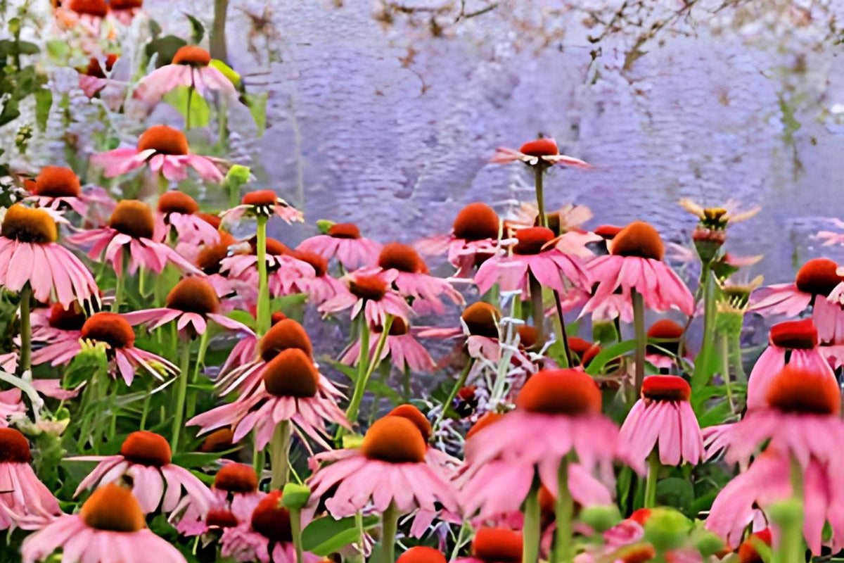 Purple Coneflower Seeds (Echinacea purpurea) 100 Pack - Native Wildflower for Gardens & Pollinators