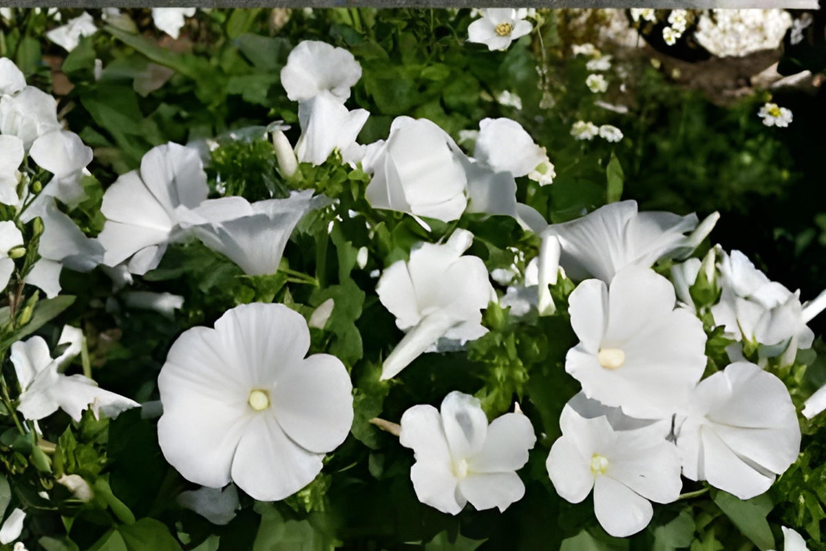 Dwarf White Mallow Seeds (Lavatera trimestris) – Compact Flowering Plant for Borders & Containers