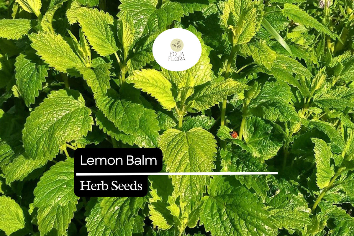Lemon Balm Seeds – 100 Melissa officinalis Perennial Herb for Herb Gardens & Containers