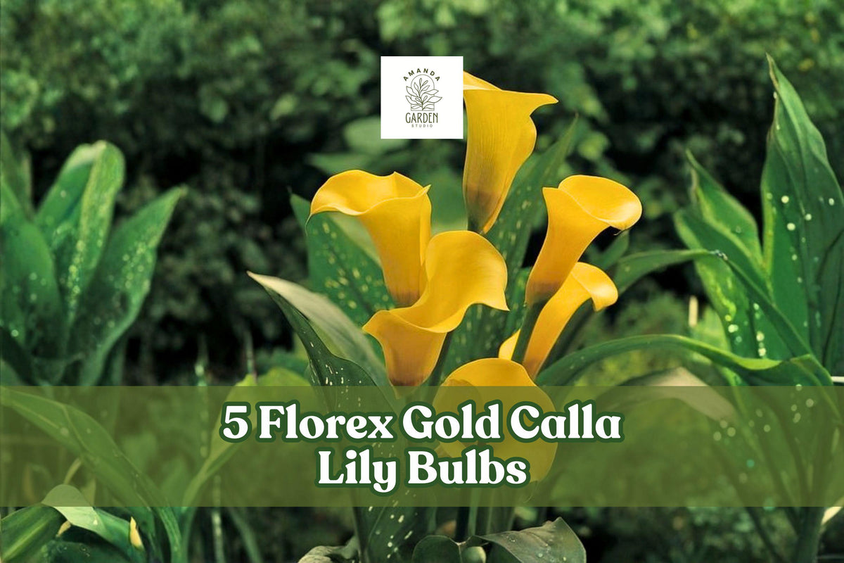 Florex Gold Calla Lily Bulbs – Yellow Trumpet Flowers – Zantedeschia spp. – Garden, Container, Cut Flower Plant